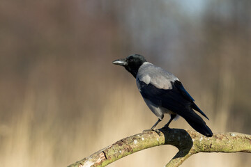 Bird - Hooded crow Corvus cornix in amazing blurred background Poland Europe