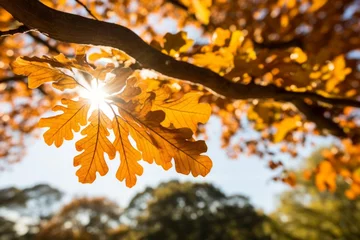 Gardinen Enchanting golden oak tree leaves shimmering and dancing under the gentle embrace of sunlit rays © Ilja