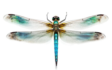 Dragonfly  on transparent background, PNG Format
