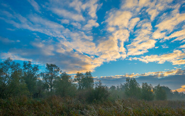 Obraz premium Reed and plants along a lake in wetland under a blue cloudy sky at sunrise in winter, Almere, Flevoland, The Netherlands, November 12, 2023
