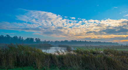 Reed and plants along a lake in wetland under a blue cloudy sky at sunrise in winter, Almere, Flevoland, The Netherlands, November 12, 2023