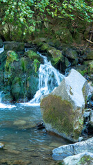 stream in the forest