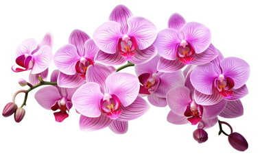 Fototapeta na wymiar Solitary Exotic Orchid Blooms on transparent background, PNG Format