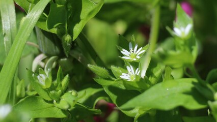 Obraz premium lily of the valley in the forest