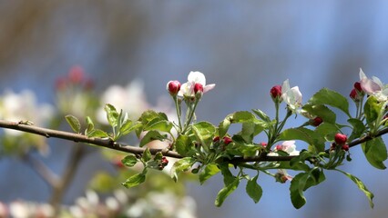 apple tree blooming 