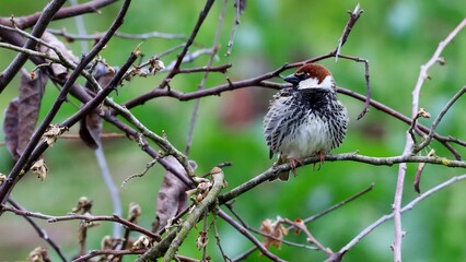 Passer domesticus in garden