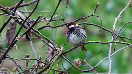 Passer domesticus in garden