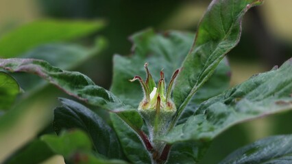 bloom on Mespilus germanica