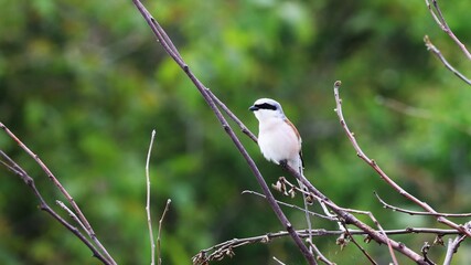 white backed kingfisher