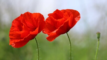 Naklejka premium two red poppies on a field
