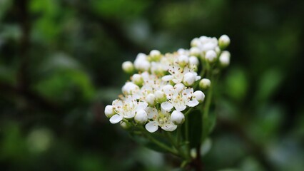 close up of flower
