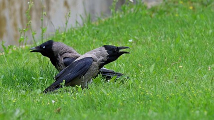 raven on the grass