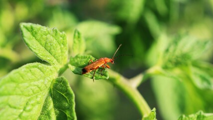 insect in nature close up