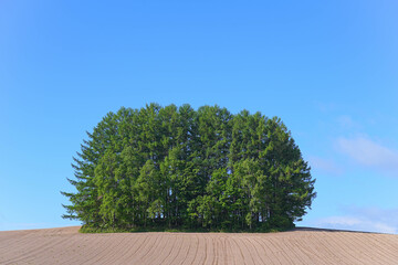 Obraz premium 美瑛