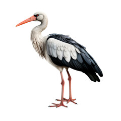 Stork isolated 