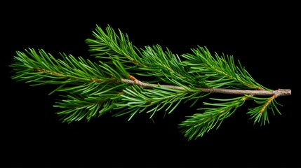 Isolated Green Christmas Twig. Pine Spruce Evergreen Tree Nature Concept