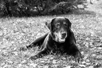 Elderly chocolate labrador retriever lying in grass.