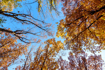 Vivid orange, yellow and brown leaves of oak tree towards clear blue sky in a garden during a sunny autumn day, beautiful outdoor background photographed with soft focus..