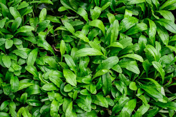 Fototapeta na wymiar Texture with many fresh vivid green leaves in an autumn garden, beautiful outdoor monochrome background.