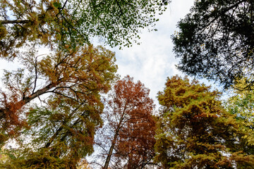 Different trees with green, yellow, orange and brown leaves towards clear blue sky in a garden during a sunny autumn day.