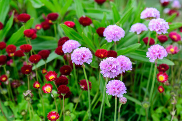 Close up of small vivid pink flowers of Armeria maritima plant, commonly known as thrift, sea thrift or sea pink on a seaside in a sunny summer day in Scotland, beautiful outdoor floral background.
