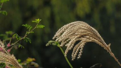 Silver grass sparkling in the sunlight