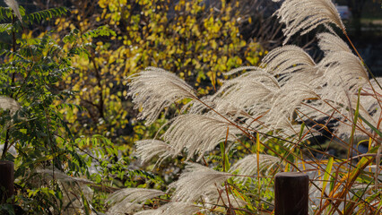 Silver grass sparkling in the sunlight