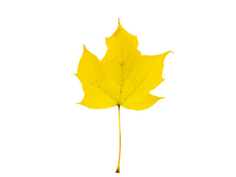 Imagen fotorrealista de una sola hoja de arce amarilla sobre un fondo blanco. La hoja se encuentra en el centro de la imagen y está aislada de cualquier otro objeto.