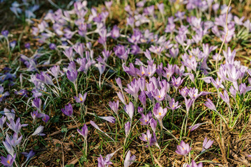 Sunny glade with densely blooming purple crocuses