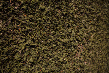 A textured moss-covered wall in close-up