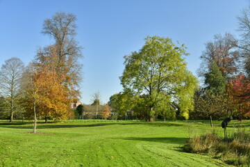 L'arbre à feuillage brun-doré, à l'une des grandes pelouses de l'arboretum de Wespelaar, près de Louvain 