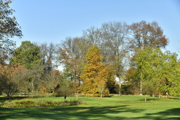 L'arbre à feuillage brun-doré, à l'une des grandes pelouses de l'arboretum de Wespelaar, près de Louvain 