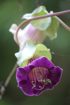 Vertical macro shot of a purple Cobaea scandens flower and a spider web on it