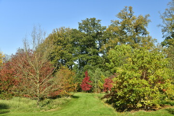 Fototapeta na wymiar Arbustes à feuillage pourpre parmi tant d'autres variétés de spécimens en automne à l'arboretum de Wepelaar à Haacht 