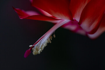 Christmas cactus flower