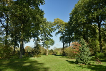 Fototapeta na wymiar L'une des clairières gazonnées au milieu des arbres rares à l'arboretum de Wespelaar près de Louvain 
