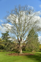 Les multiples variétés des arbres en automne à l'arboretum de Wespelaar à Haacht 