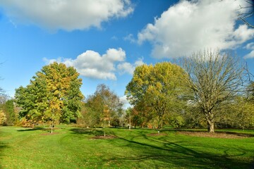 Obraz premium Arbre et arbustes à feuillage doré à l'arboretum de Wespelaar à Haacht 
