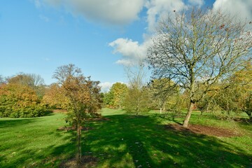 Fototapeta na wymiar Les multiples variétés des arbres en automne à l'arboretum de Wespelaar à Haacht 