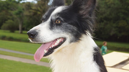 Border collie Face Close