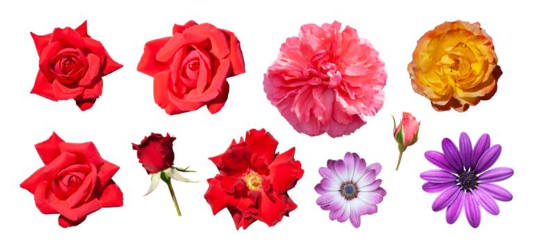 Set of different beautiful flowers isolated. Pink, red and orange rose, purple daisy, purple dahlia, clipart. PNG with transparent background. Clipping path - Powered by Adobe