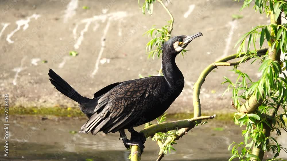 Canvas Prints close-up of a cormorant bird near the lake