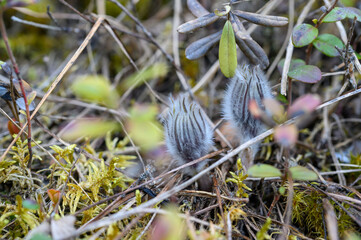 Pictures from Finlands nature
