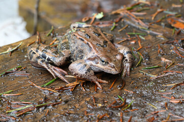Pictures from Finlands nature
