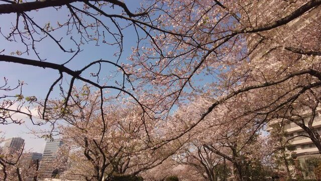 sakura