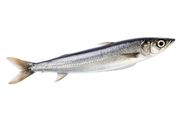 anchovy isolated on white