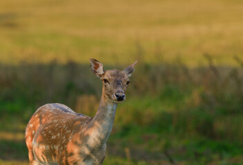 The female Daniela (Dama dama), vigilantly observes the surroundings in the afternoon light