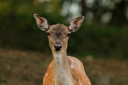 Portrait of a female fallow deer (Dama dama)