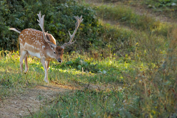 Naklejka na ściany i meble A fallow deer bull (Dama dama), in the light of the setting light and with beautiful, plump antlers,Side view