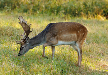 A beautiful fallow deer, a wonderful bull
m with antlers, standing on a meadow. Close side view